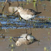 Dunlin